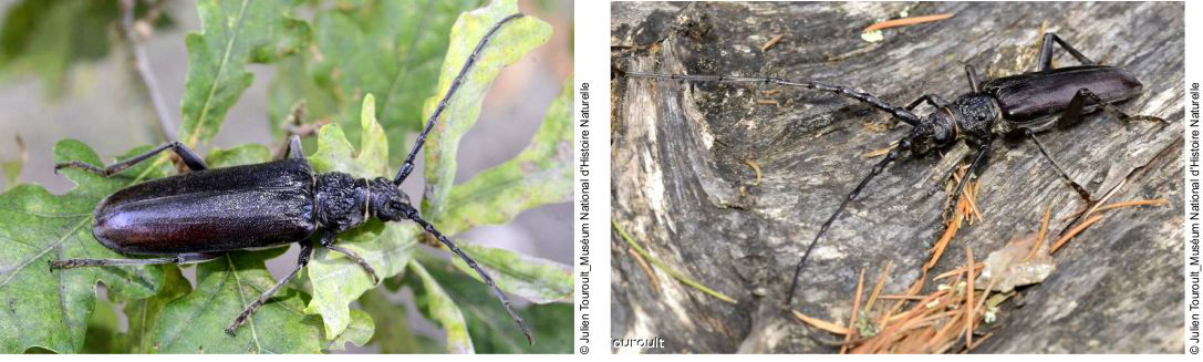 Adultos de Cerambyx welensii