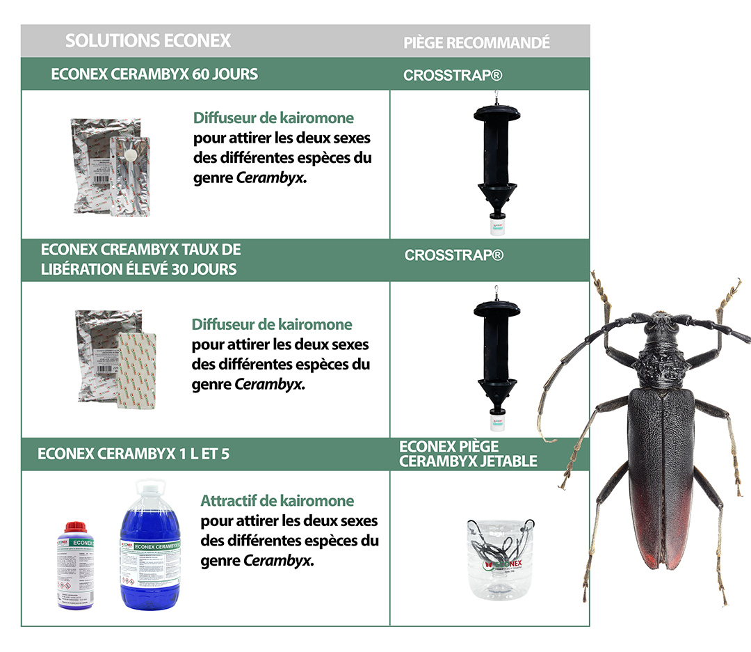 Esquema biocontrol del Cerambyx