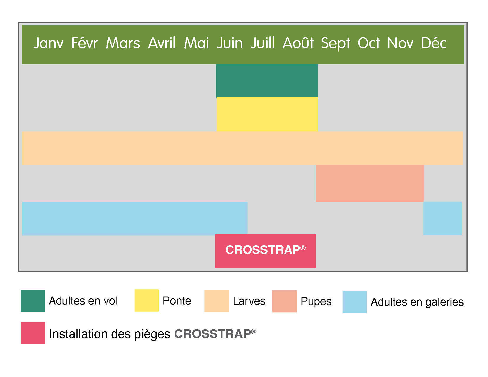 Fenologia cerambyx cerdo