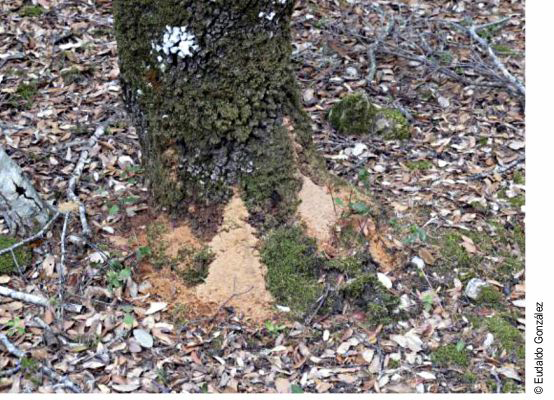 Pie de arbol afectado por Cerambyx